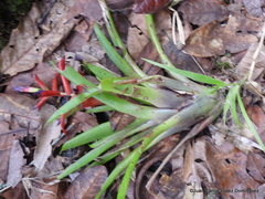 Tillandsia leiboldiana