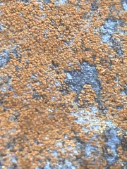 Xanthocarpia feracissima