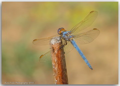 Orthetrum nitidinerve