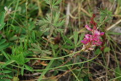 Onobrychis arenaria