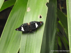 Catonephele numilia esite