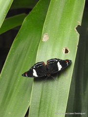 Catonephele numilia esite