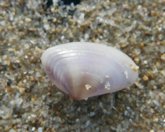 Donax semistriatus
