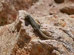 Archaeolacerta bedriagae