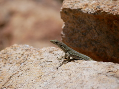 Archaeolacerta bedriagae