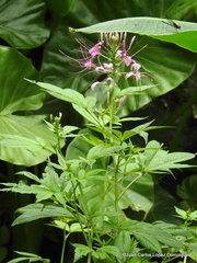 Cleome houtteana
