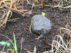 Anaxyrus compactilis