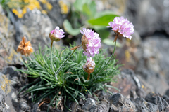 Armeria maritima