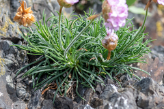 Armeria maritima
