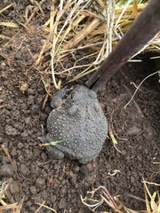 Anaxyrus compactilis