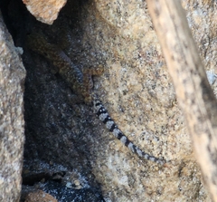 Hemidactylus parvimaculatus