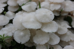 Termitomyces microcarpus