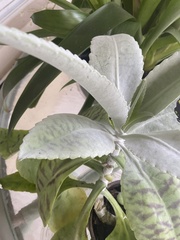 Kalanchoe gastonis-bonnieri