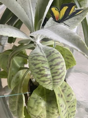 Kalanchoe gastonis-bonnieri