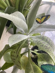 Kalanchoe gastonis-bonnieri