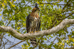 Spizaetus ornatus