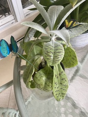 Kalanchoe gastonis-bonnieri