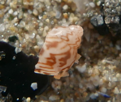 Tricolia pullus