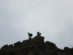 Ochetorhynchus ruficaudus