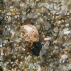 Tricolia pullus