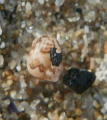 Tricolia pullus
