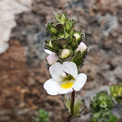 Euphrasia collina