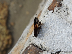 Hypanartia godmanii