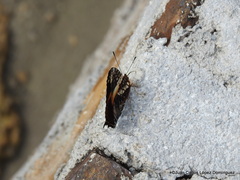 Hypanartia godmanii