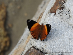 Hypanartia godmanii