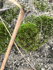 Bryum argenteum