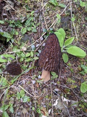 Morchella norvegiensis