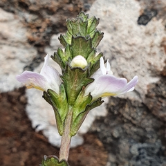 Euphrasia collina