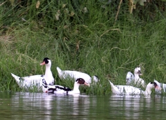 Anas platyrhynchos × Cairina moschata