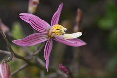 Cyanella lutea rosea