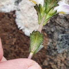 Euphrasia collina