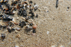 Tricolia pullus