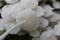 Termitomyces microcarpus