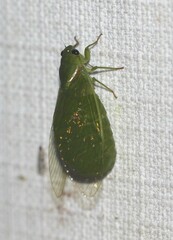 Glaucopsaltria viridis
