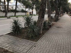 Yucca