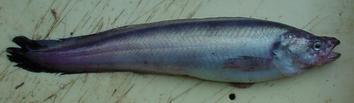 Blacktail eelpout (Bothrocarina nigrocaudata) — Zoarcidae