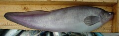 Silvery Eelpout photo 1