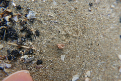 Tricolia pullus