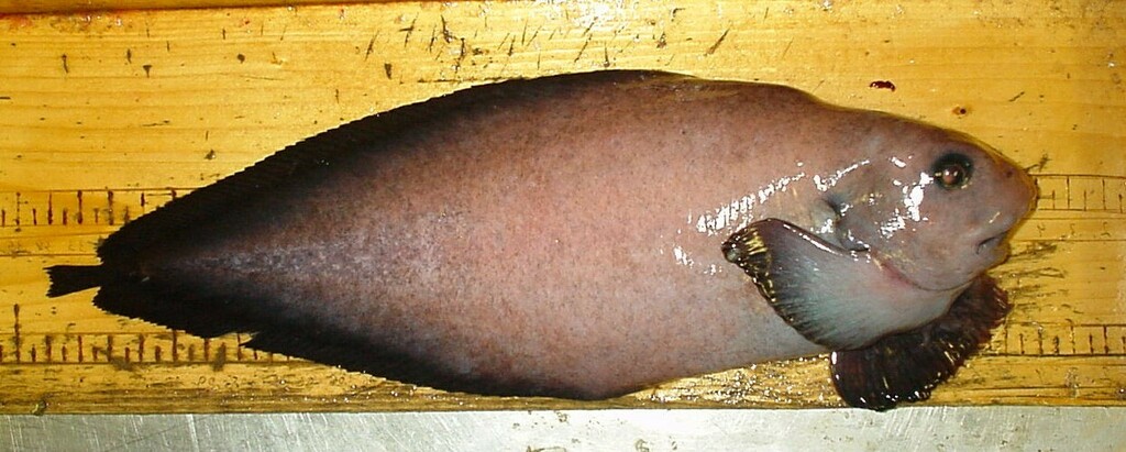Blackfinned Snailfish