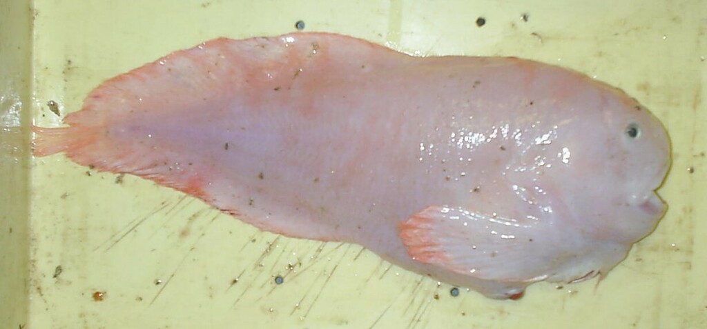 Large-Disc Snailfish