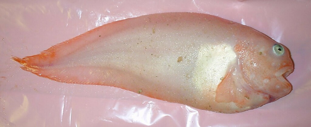 Meder's Snailfish