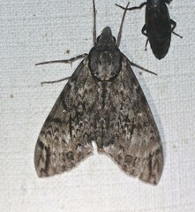 Psilogramma menephron