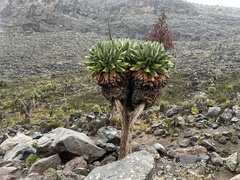 Dendrosenecio keniodendron