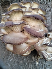 Pleurotus ostreatus