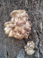 Pleurotus ostreatus