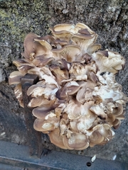 Pleurotus ostreatus